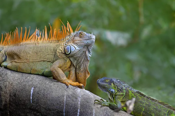 緑のイグアナの交尾ゲーム — ストック写真
