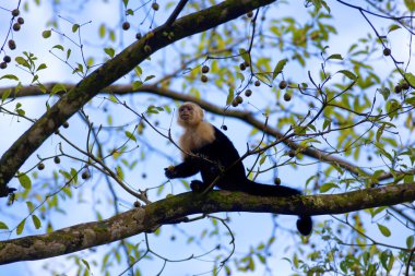 White faced Capuchin clipart