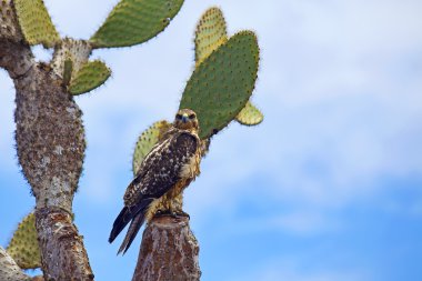 Galapagos şahin üzerinde santa fe