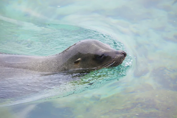 海のライオンの水泳 — ストック写真