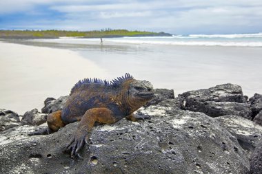 Galapagos deniz iguanası