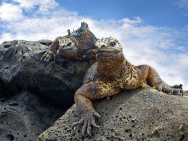 Galapagos marine Iguanas clipart