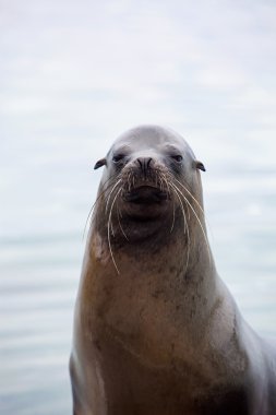 Sea lion portrait clipart