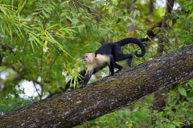 White faced Capuchin clipart