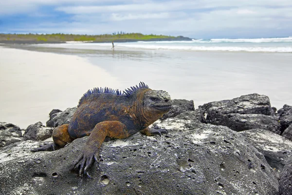Галапагоські острови морська ігуана — стокове фото