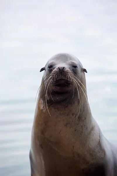 바다 사자 세로 — 스톡 사진