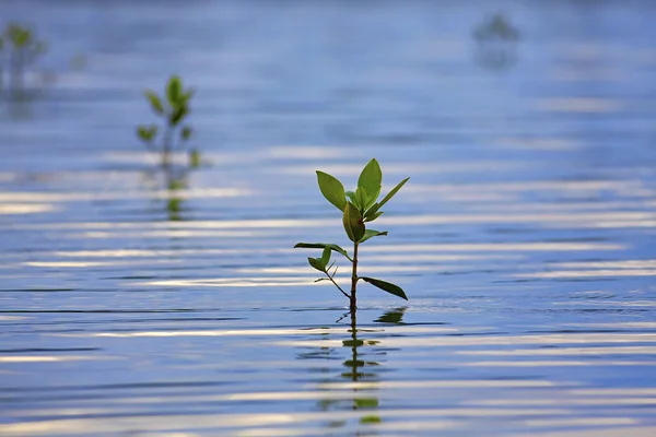 Coucher de soleil sur les semis de mangrove — Photo