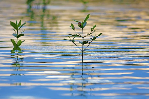 マングローブの苗の日没 — ストック写真
