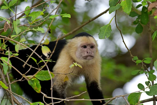 White faced Capuchin — Stock Photo, Image