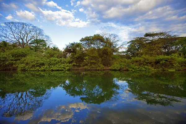 Guanacaste doğada — Stok fotoğraf