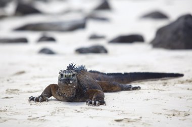 Galapagos marine Iguana clipart