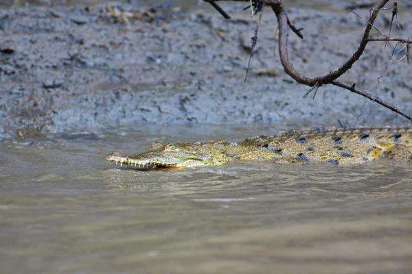 Malého krokodýla do vody — Stock fotografie