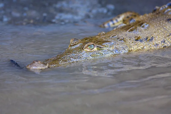 Baby krokodil i vattnet — Stockfoto