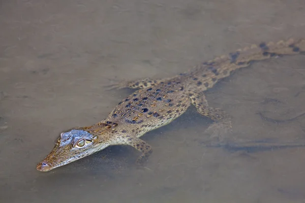 Baby krokodil i vattnet — Stockfoto