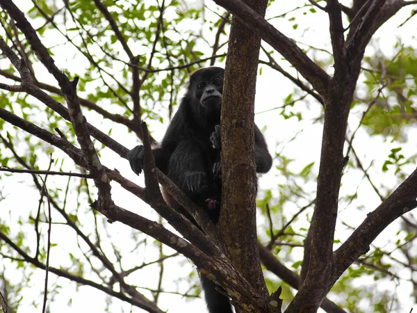 Um macaco Howler. — Fotografia de Stock