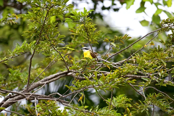 黄色スイセンヒタキ鳥 — ストック写真