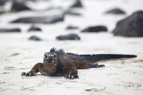 Galapagos morski iguana — Zdjęcie stockowe