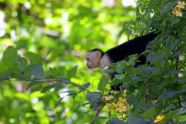 White faced Capuchin clipart