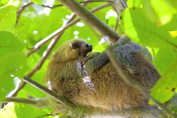 Three-toed Sloth — Stock Photo, Image