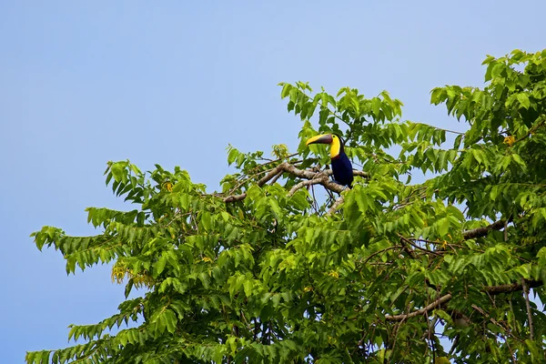 Pájaro tucán — Foto de Stock