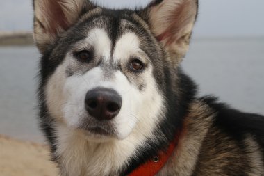 Genç alaskan malamute köpeğin portresi