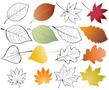 Set of leaves clipart