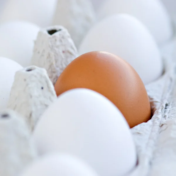 Närbild på ägg — Stockfoto