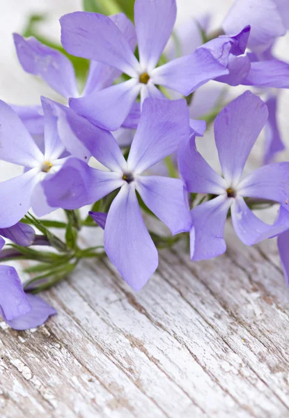 Куча голубых цветов — стоковое фото