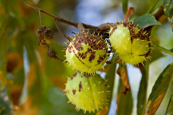 stock image Chestnut conkers in nature