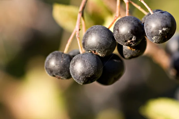 Black chokeberry (Aronia melanocarpa) — Stock Photo, Image
