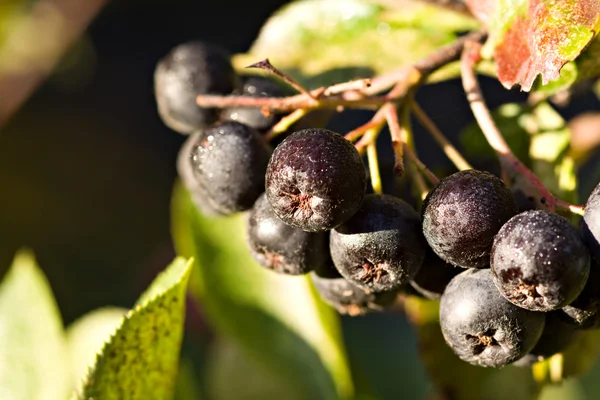 Black chokeberry (Aronia melanocarpa) — Stock Photo, Image