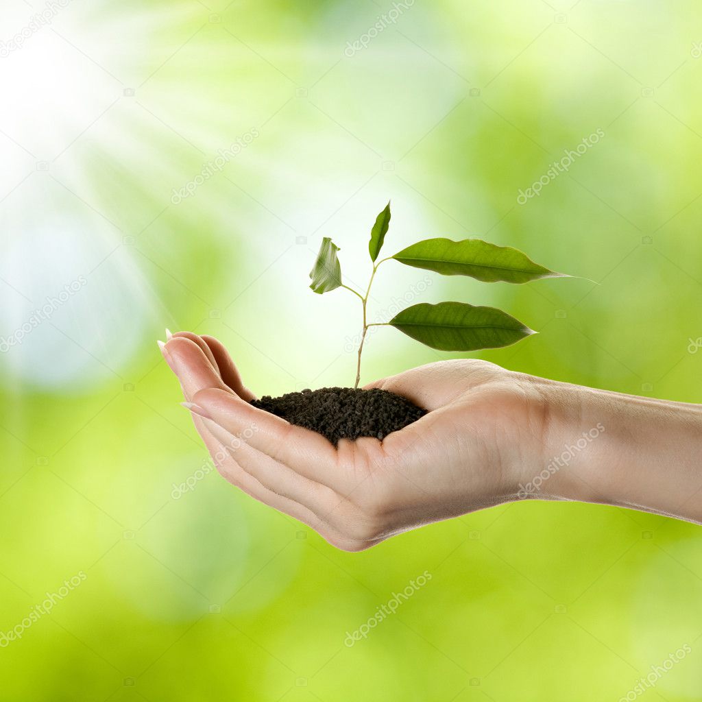 Woman's hand with young plant