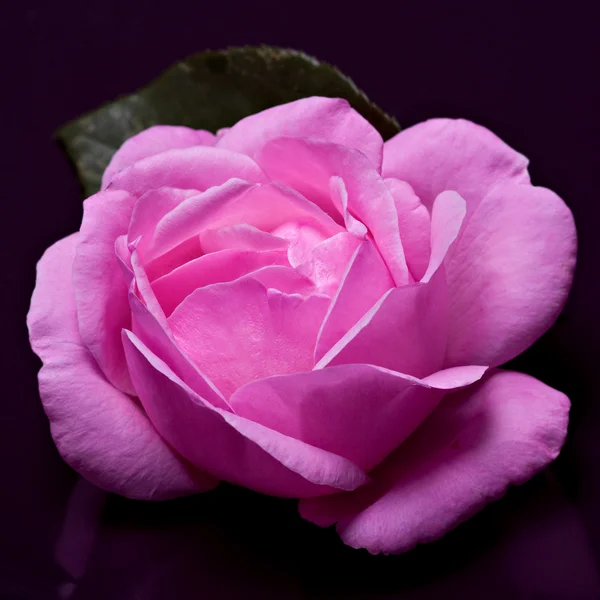 Красиві рожеві троянди — стокове фото