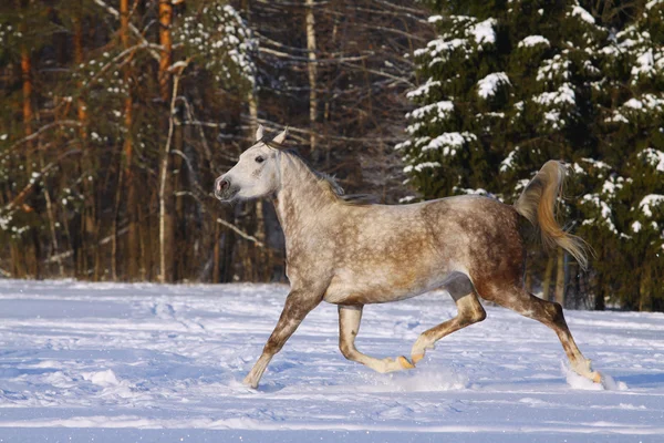 Arabisches Pferd im Winter — Stockfoto