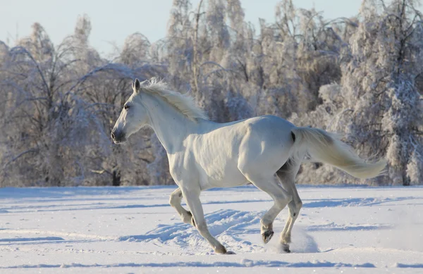 White horse in snow — Stock Photo, Image