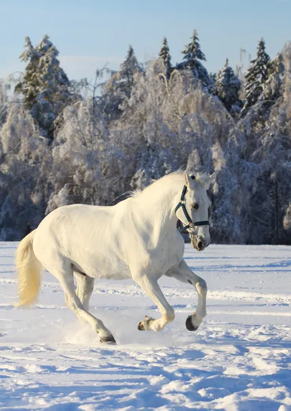 White horse in winter — Stock Photo, Image