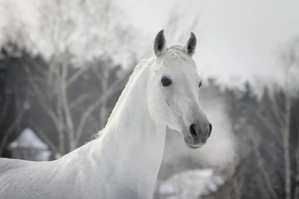 White arabian in winter — Stock Photo, Image