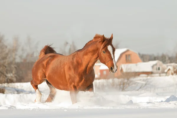 Arab stallion — Stock Photo, Image