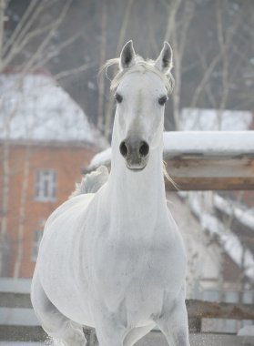 Arabian horse clipart