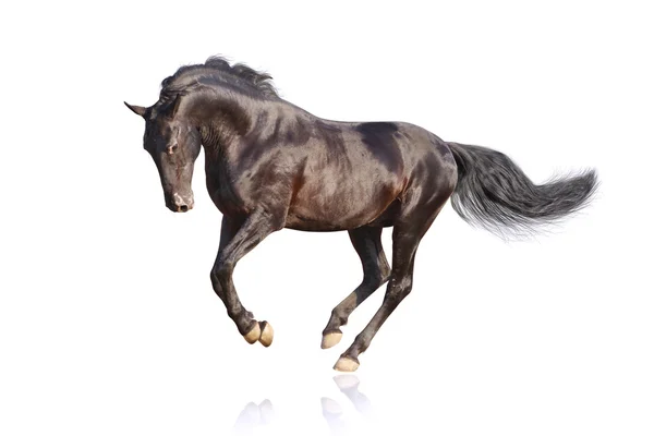 Black stallion — Stock Photo, Image