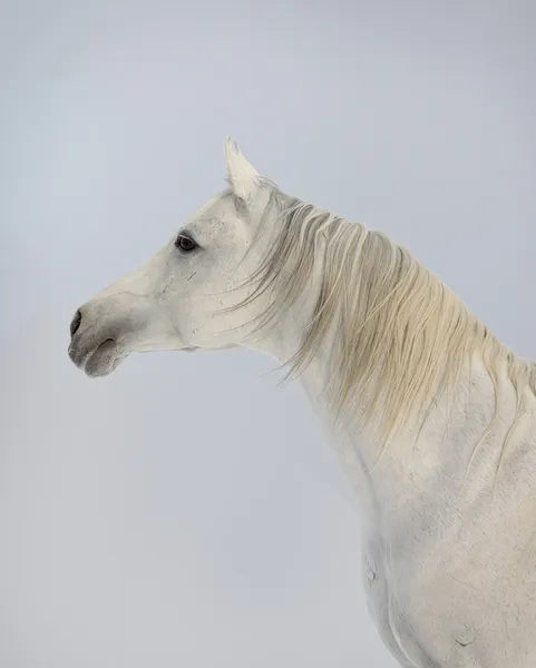 Cavalo árabe branco — Fotografia de Stock