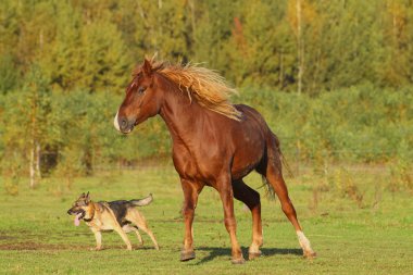 Horse and dog clipart