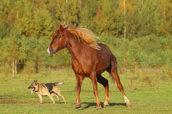 Hest og hund – stockfoto