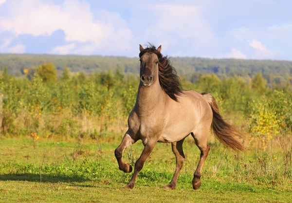 Häst på hösten — Stockfoto
