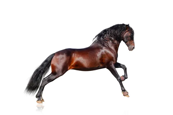 Koń andaluzyjski na białym tle — Zdjęcie stockowe