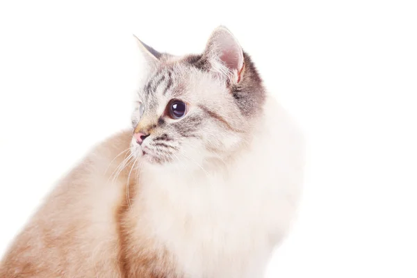 Cat terisolasi — Stok Foto