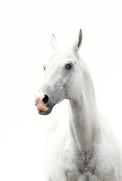 Cheval blanc — Photo