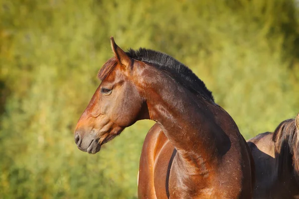 Каштановый конь — стоковое фото