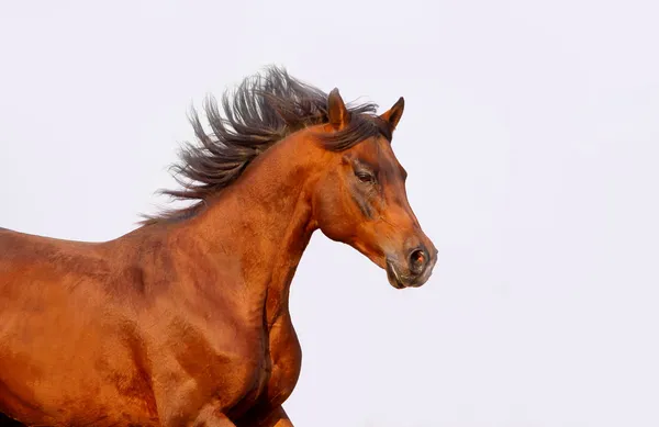 Bay arabian stallion — Stock Photo, Image