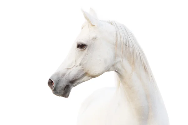 Arabski biały koń — Zdjęcie stockowe